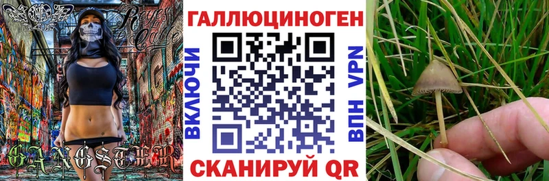 Псилоцибиновые грибы Psilocybe  магазин продажи наркотиков  Гусев 
